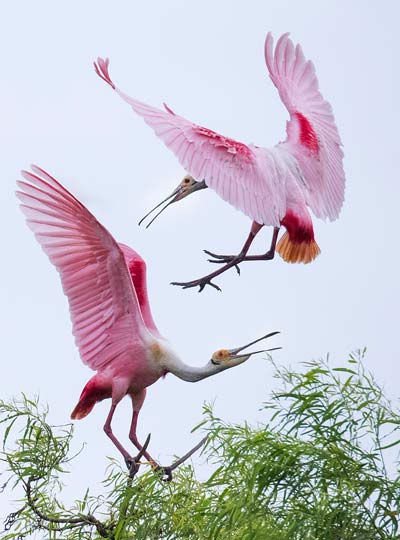 white pink color birds